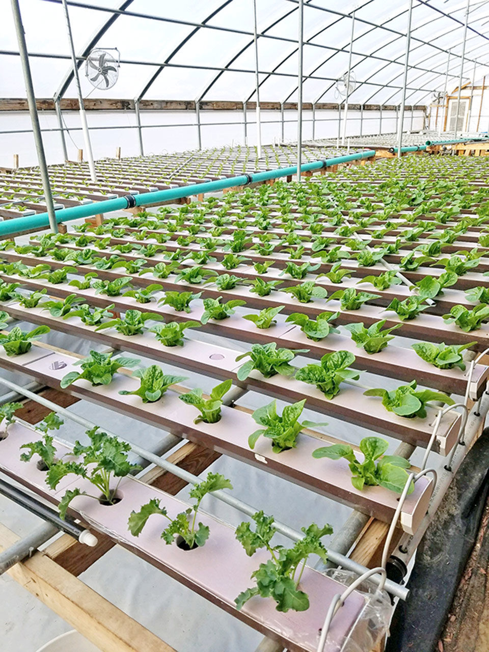 Community supported agriculture: A way to support local farmers